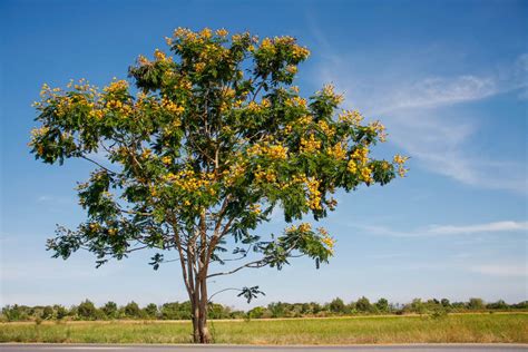 Identify Yellow Flowering Tree | Best Flower Site