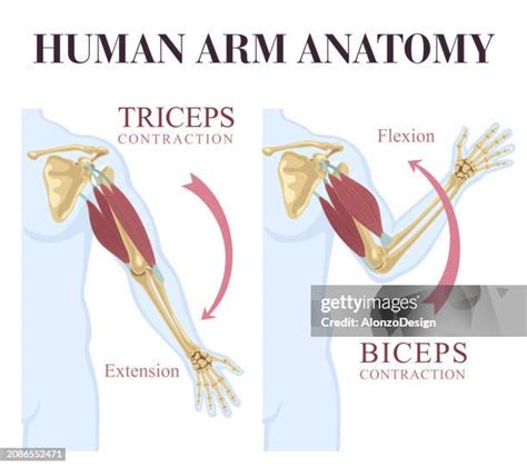 1,491 Bicep Muscle Anatomy Stock Photos, High-Res Pictures, and Images ...