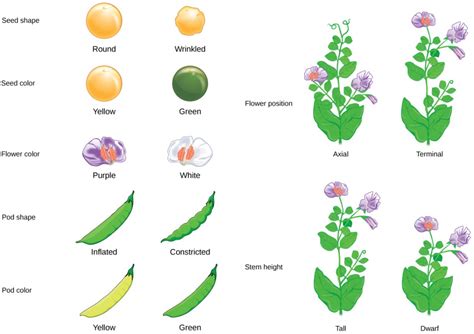 Mendels Experiments Openstax Concepts Of Biology