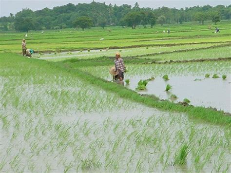 Crop Guide Rice Cultivation Haifa Group