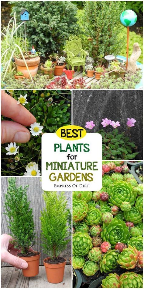 Best Plants For Fairy Gardens Youremybeautifulmistake