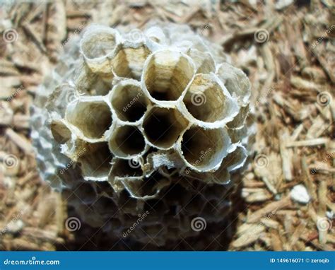 Mass Of Prismatic Wax Cells Built To Store Honey Larva And Pollen