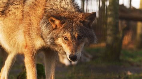 Eine Million Tierarten könnten bald sterben Nürnberger Blatt