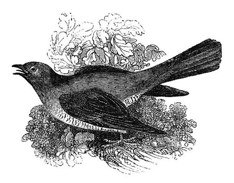 cuckoo bird drawing illustrations royalty  vector graphics clip