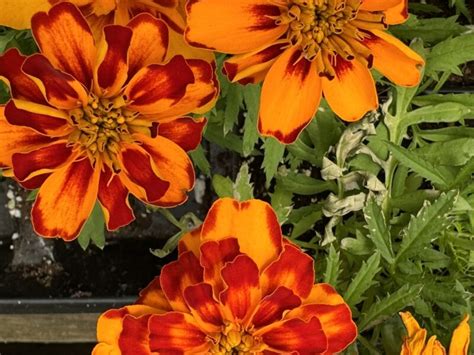 What To Know About Growing Marigolds 27 East