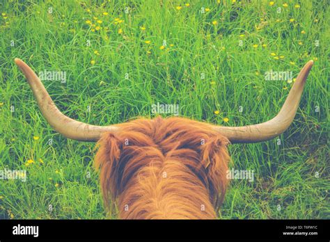 Highland Cow Horns Stock Photo - Alamy