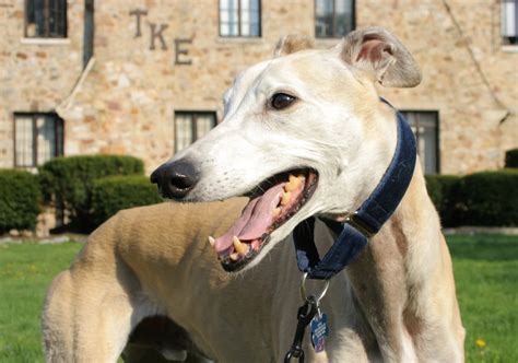 English Greyhound - Dogs breeds