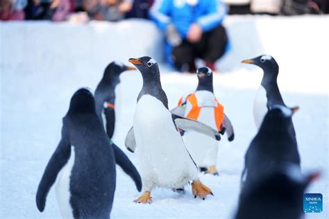 Penguins Draw Great Attention At Harbin Polarland China Org Cn