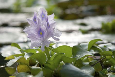 Water Hyacinth Care How To Grow Water Hyacinth Plants Gardens A