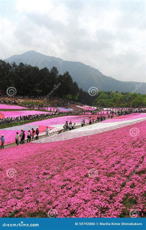 Shiba-zakura Fields in Chichibu Editorial Photo - Image of saitama ...