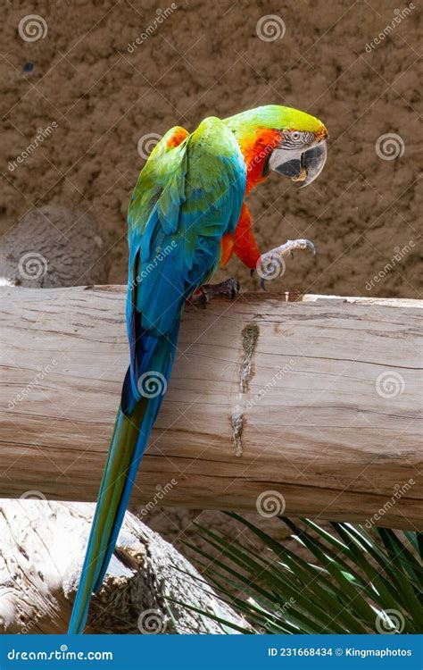 Ara Ararauna Blue And Yellow Macaw Parrot Bird In Parque Das Aves Foz