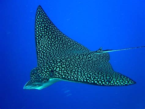 Chondrichthyes And Osteichthyes Marine Biology