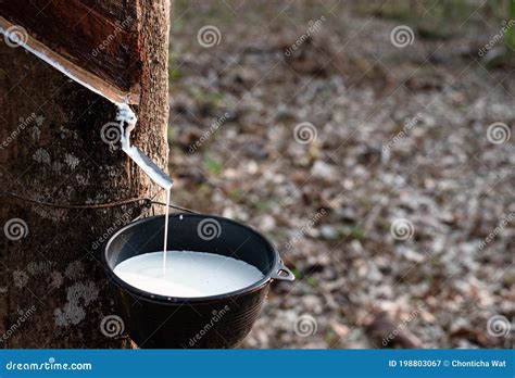 Milky Latex Extracted From Rubber Tree Or A K A Hevea Brasiliensis As