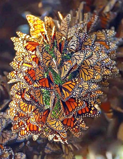 🔥 Swarm of Monarch Butterflies 🔥 : r/NatureIsFuckingLit