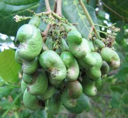 Cashew Plant - Wholesale Price for Kaju Plant in India