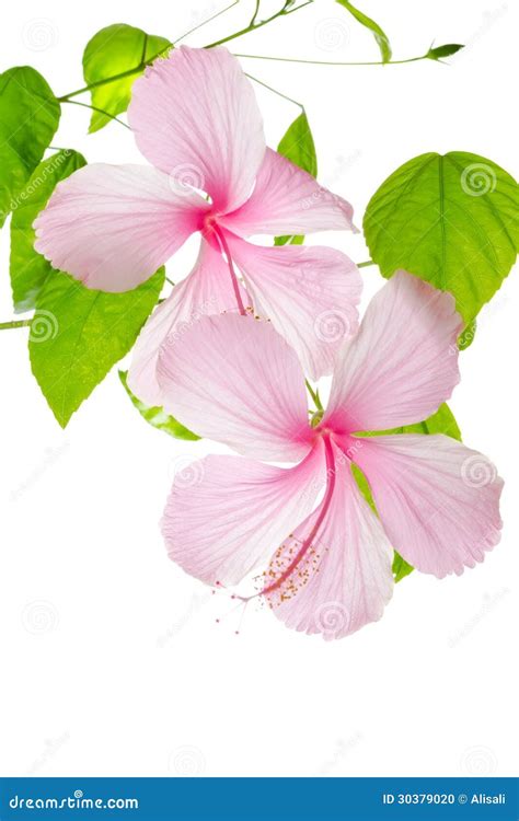 Branch Pink Hibiscus Flower Isolated On White Stock Photo Image Of