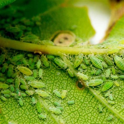 Pulgón Blanco Qué Es Cómo Afecta Y Cómo Eliminarlo Para Proteger Tus Plantas