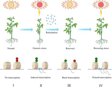 Frontiers Methylation Hallmarks On The Histone Tail As A Linker Of