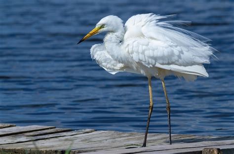 Grande Aigrette Ardea Alba L Oiseau Secoue Et Tend Ses Plumes Photo