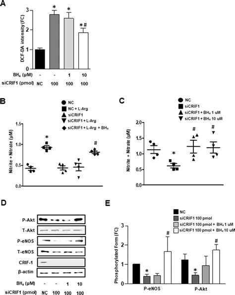 Bh4 Was Key Factor Of Crif1 Deficiency Mediated Enos Uncoupling In Download Scientific Diagram