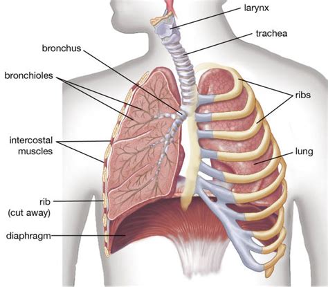 Human lungs showing diaphragm, ribs, trachea, bronchi, bronchioles ...