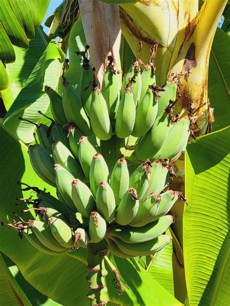 Ice Cream Banana Trees For Sale