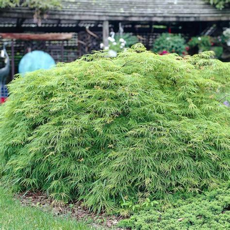 Acer Palmatum Dissectum Viridis White Flower Farm