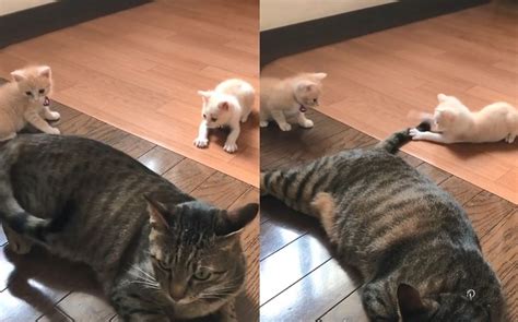 子猫2匹の子育てをするお兄ちゃん猫 シッポの猫じゃらしで遊ぶ姿が幸せな光景 ねとらぼ