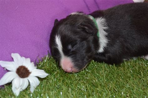 Chiot Border Collie Collier Vert Du Domaine De Louméo