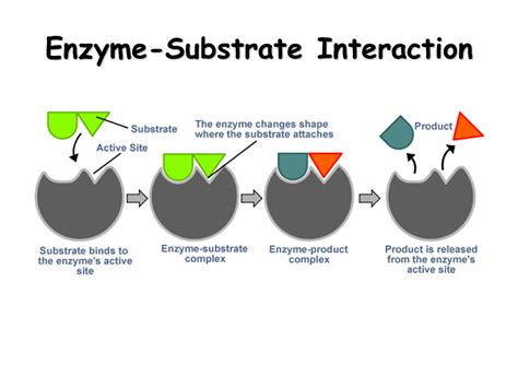 Enzymes A Cells Catalysts Presentation Biology