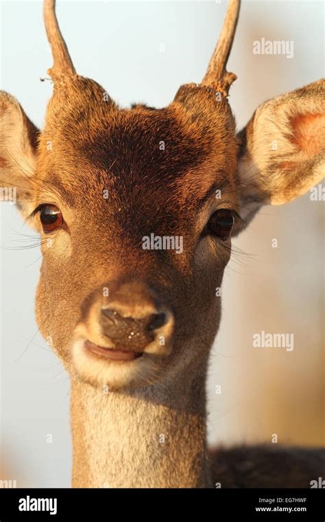 Portrait Of Young Fallow Deer Buck Dama Stock Photo Alamy
