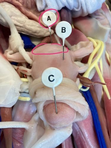 Female Anatomy Final Flashcards Quizlet