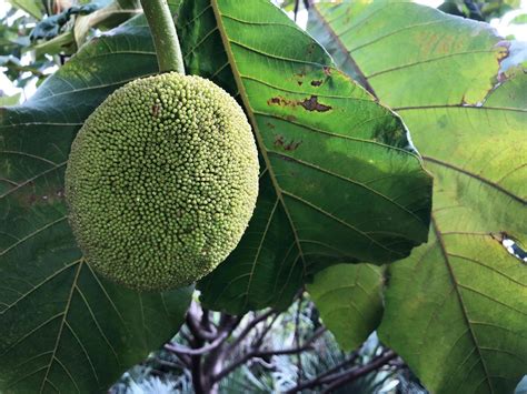Tarap