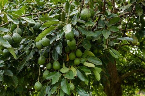 Cu Nto Tarda Un Aguacate En Dar Fruto Gu A Completa