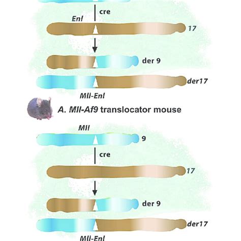 The Mll Af9 Knockin Mouse Model Homologous Recombination Was Used In