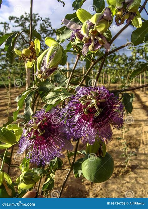 Passion Flower Passiflora Incarnata Stock Photo - Image of agricultural