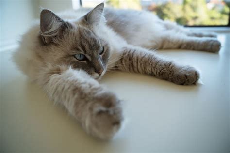 Ragdoll Snowshoe Cat What Makes These Fluffers Stand Out
