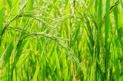 Semilla Del Arroz Madura En Campo Foto De Archivo Imagen De Hierba