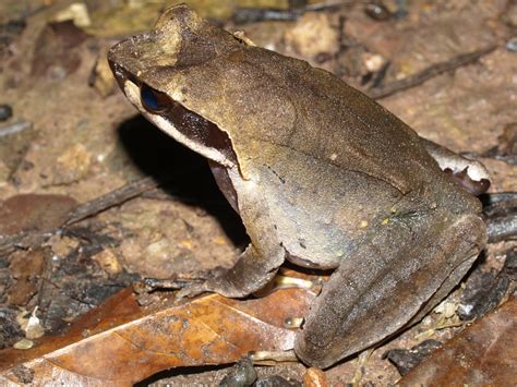 Megophrys Amphibian Care