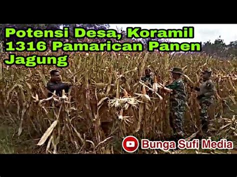 Potensi Desa Koramil Pamarican Panen Jagung Youtube