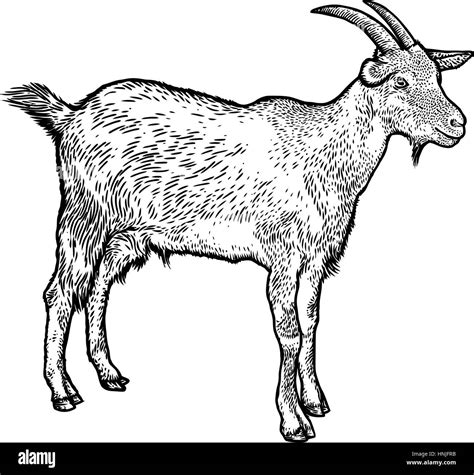 Goat Illustration Drawing Engraving Line Art Realistic Stock Vector