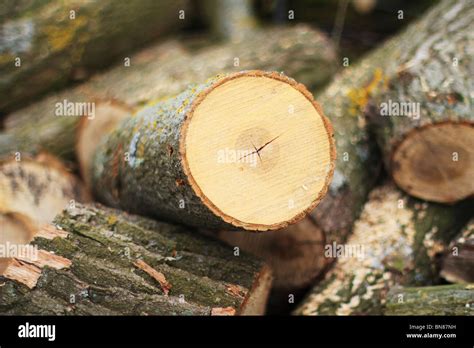 cut logs in forest firewood timber forestry Stock Photo - Alamy