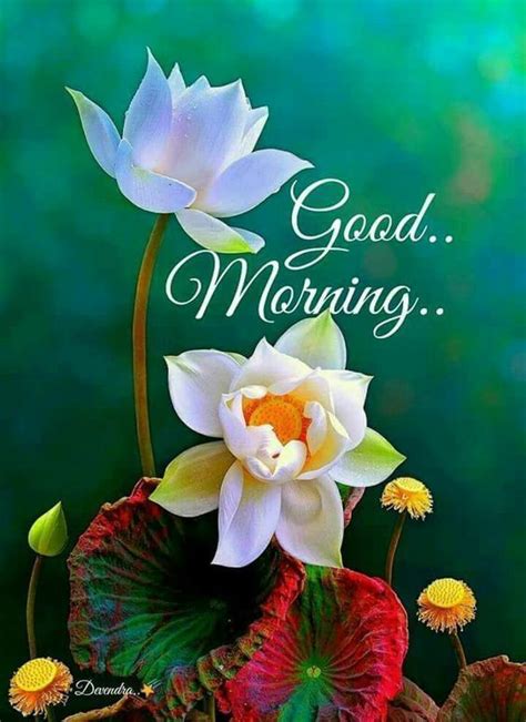 Good Morning Video Whatsapp Wishes Quotes Message Greetings Good