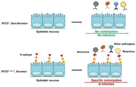 Fut2 Genetic Variants And Reported Respiratory And Gastrointestinal