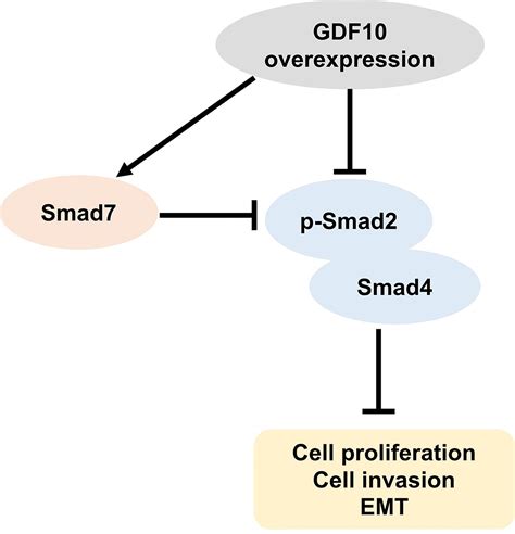 Gdf10 Inhibits Proliferation And Epithelial Mesenchymal Transition In