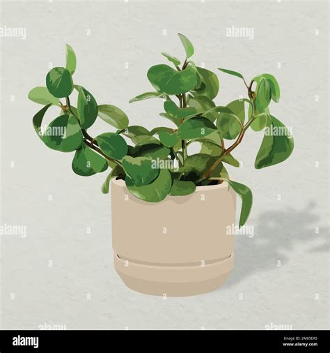 Baby Rubber Plant Stock Vector Images Alamy