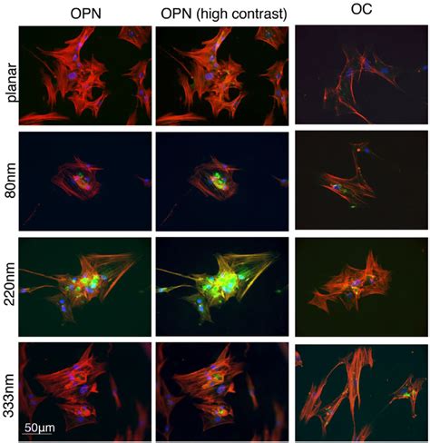 Cells Fixed After Days Showing Osteopontin Opn And Osteocalcin