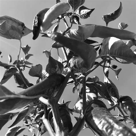 Photo On Theme Long Red Hot Chili Pepper Stock Photo Image Of Crop Chili