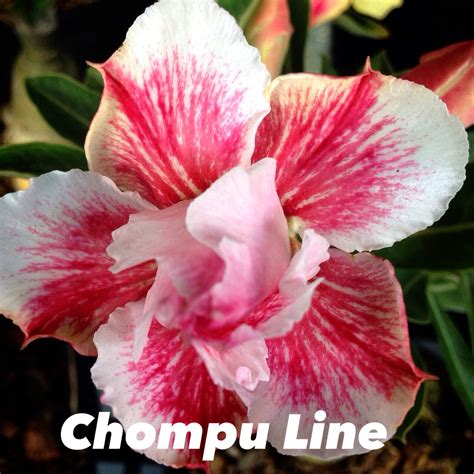 Adenium Desert Rose Chompu Line Tropics Home