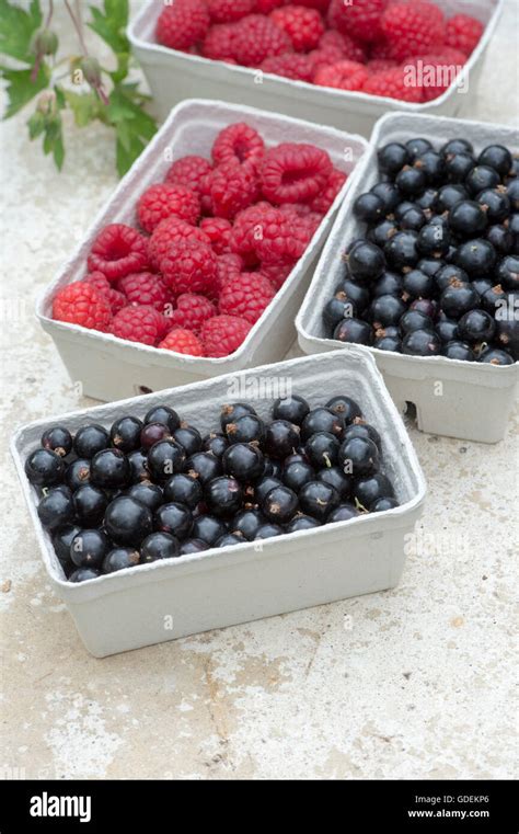 Punnets Of Freshly Picked Raspberry And Blackcurrant Fruits Stock Photo